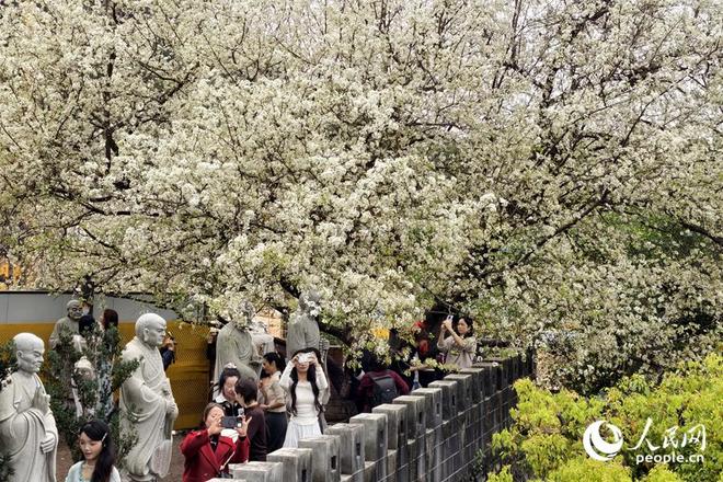 厦门：雪白梨花朵朵开 禅意春景引客来