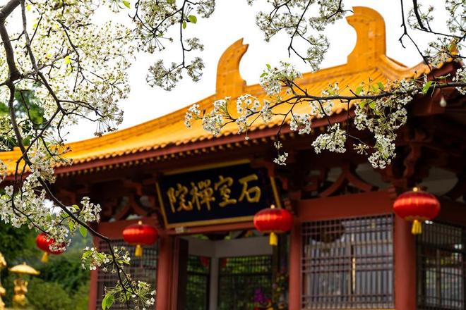 厦门：雪白梨花朵朵开 禅意春景引客来_厦门：雪白梨花朵朵开 禅意春景引客来_