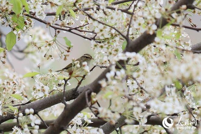 厦门：雪白梨花朵朵开 禅意春景引客来__厦门：雪白梨花朵朵开 禅意春景引客来