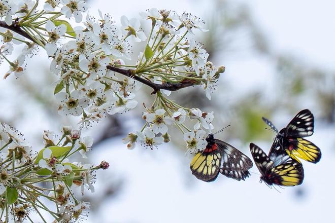 厦门：雪白梨花朵朵开 禅意春景引客来_厦门：雪白梨花朵朵开 禅意春景引客来_