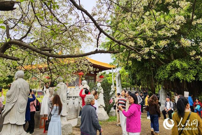 _厦门：雪白梨花朵朵开 禅意春景引客来_厦门：雪白梨花朵朵开 禅意春景引客来