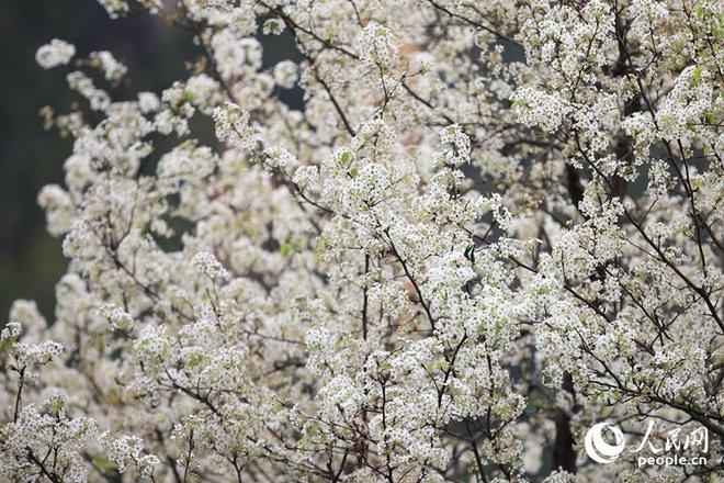 _厦门：雪白梨花朵朵开 禅意春景引客来_厦门：雪白梨花朵朵开 禅意春景引客来