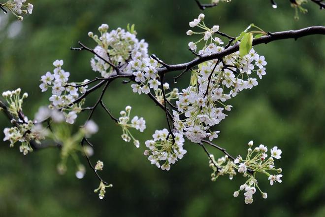 厦门：雪白梨花朵朵开 禅意春景引客来_厦门：雪白梨花朵朵开 禅意春景引客来_