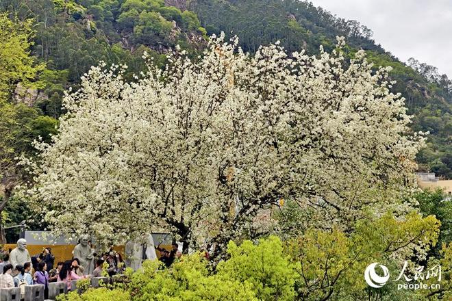 厦门：雪白梨花朵朵开 禅意春景引客来__厦门：雪白梨花朵朵开 禅意春景引客来