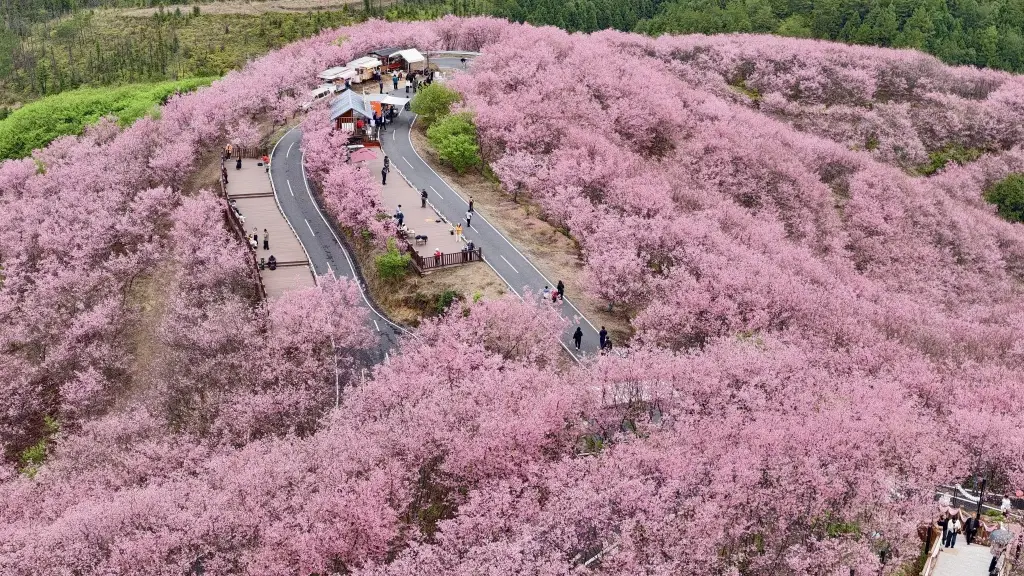 樱花引流，清流留客：一个老区县的“长期主义”文旅样本
