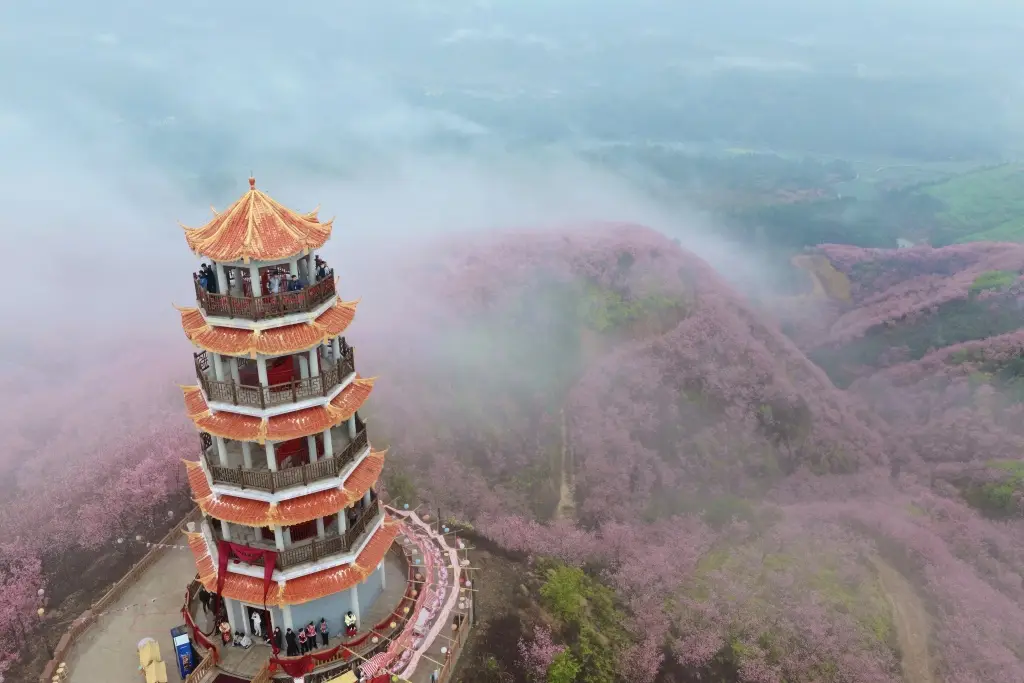 成都文旅集团旅游资源整合_樱花标本_