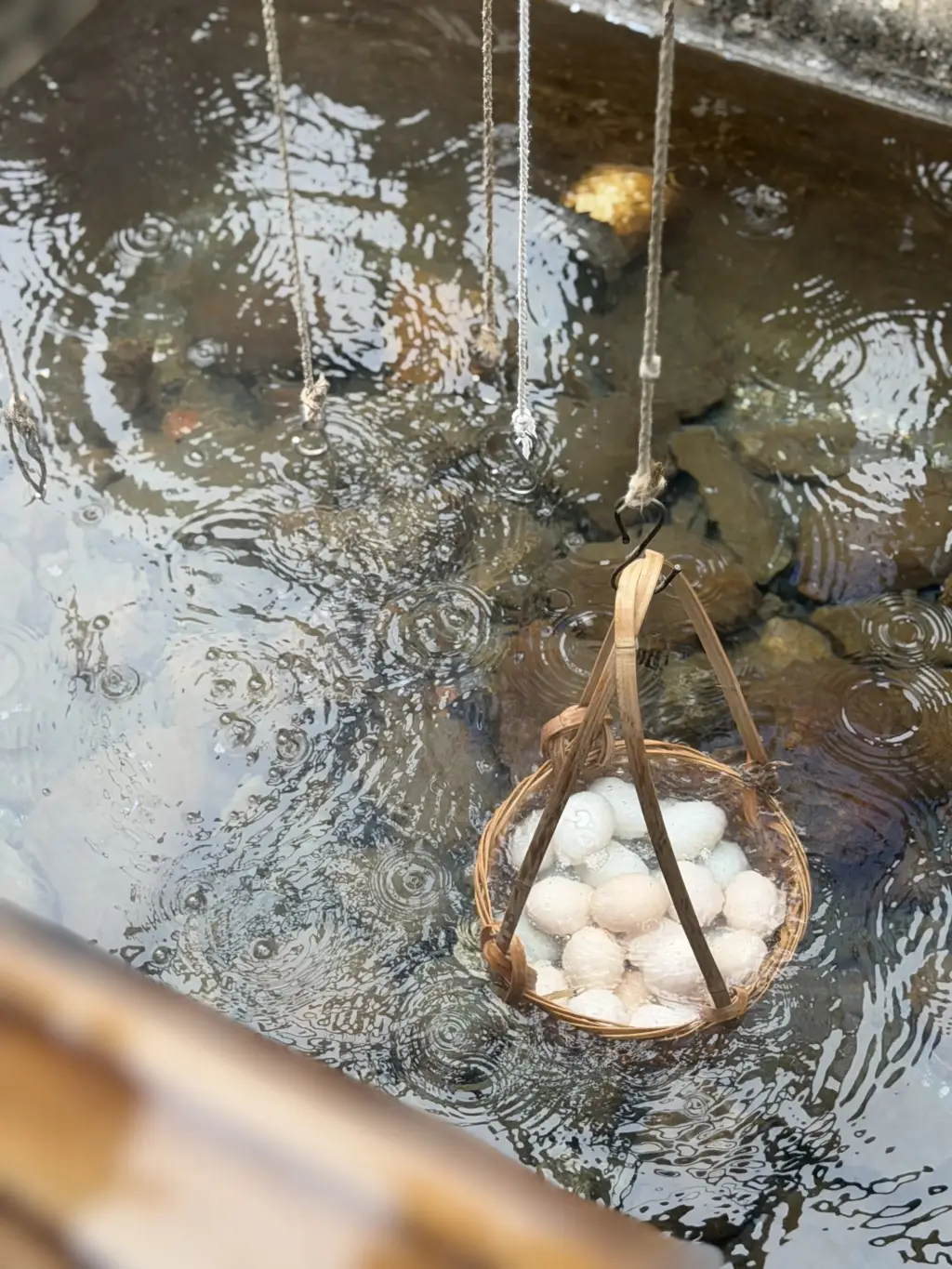 樱花标本__成都文旅集团旅游资源整合