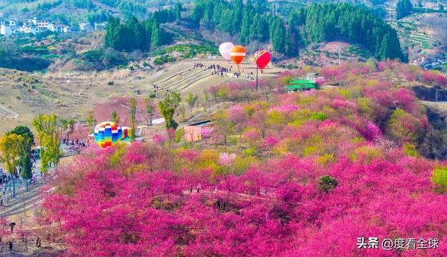 千岛湖樱花大道视频__千岛湖哪里看樱花