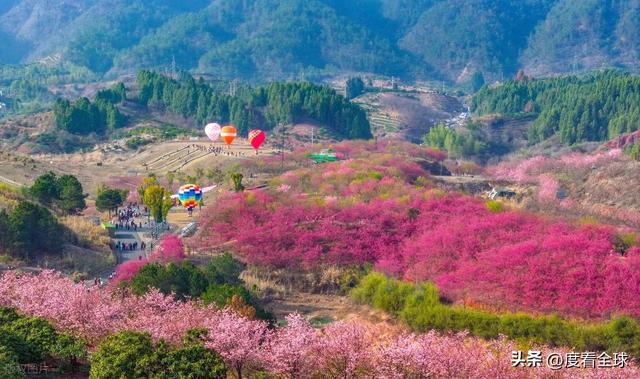 千岛湖哪里看樱花_千岛湖樱花大道视频_
