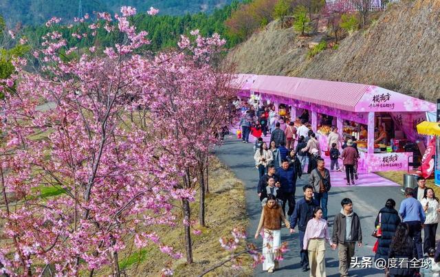 千岛湖哪里看樱花__千岛湖樱花大道视频