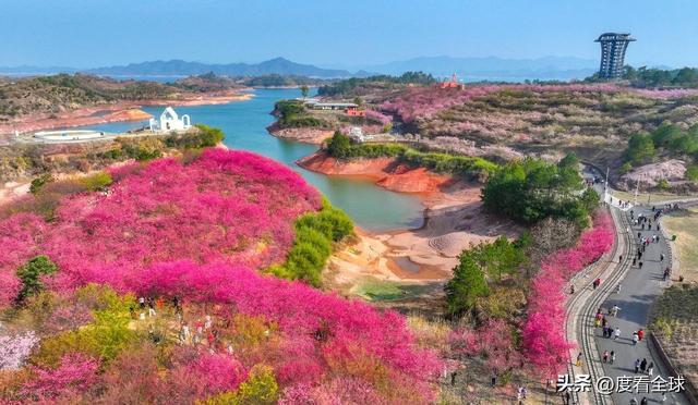 千岛湖哪里看樱花__千岛湖樱花大道视频