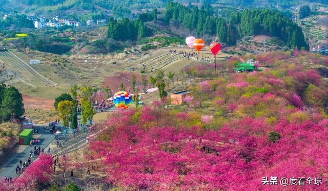 千岛湖哪里看樱花_千岛湖樱花大道视频_