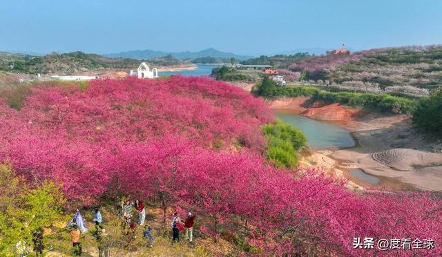 _千岛湖樱花大道视频_千岛湖哪里看樱花