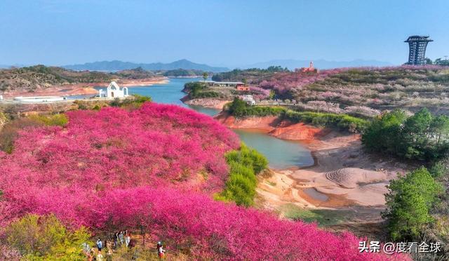千岛湖哪里看樱花__千岛湖樱花大道视频