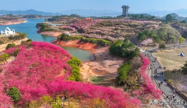 千岛湖哪里看樱花_千岛湖樱花大道视频_