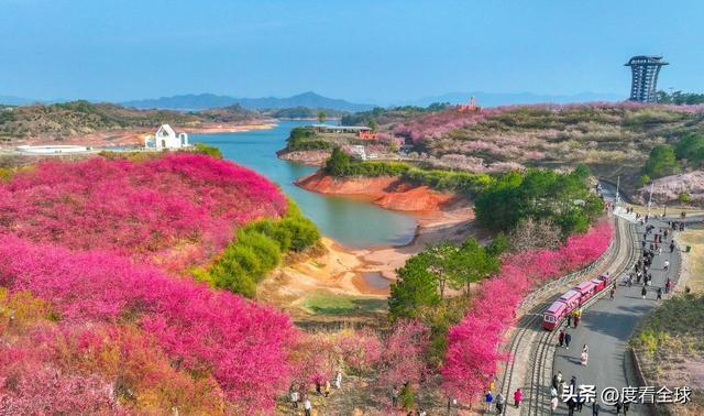 _千岛湖樱花大道视频_千岛湖哪里看樱花