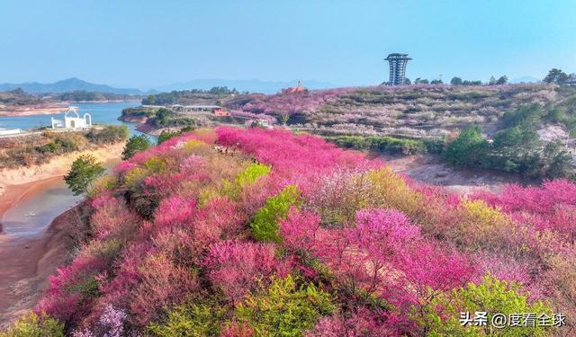 千岛湖哪里看樱花__千岛湖樱花大道视频