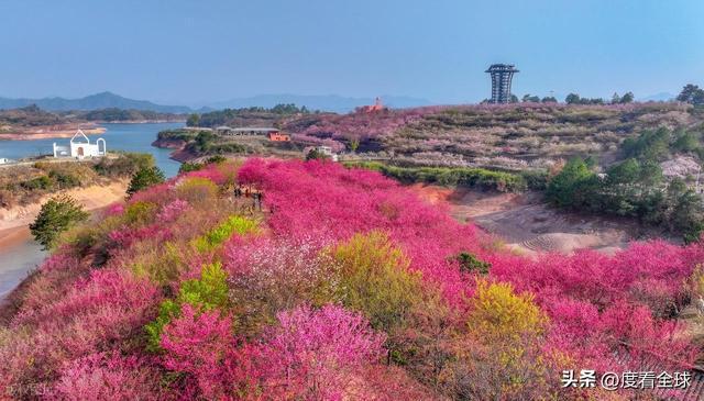 千岛湖樱花大道视频_千岛湖哪里看樱花_