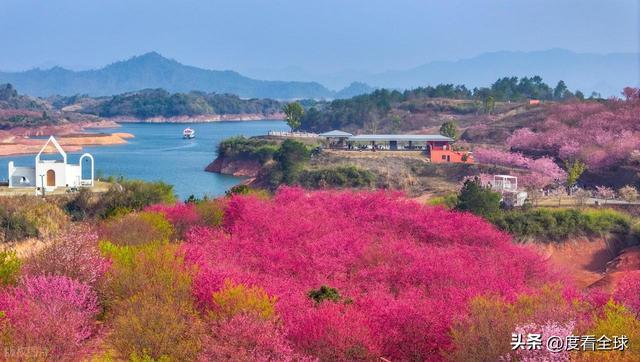 千岛湖樱花大道视频_千岛湖哪里看樱花_