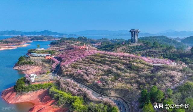 千岛湖樱花大道视频_千岛湖哪里看樱花_