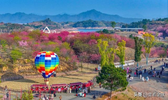 千岛湖哪里看樱花__千岛湖樱花大道视频