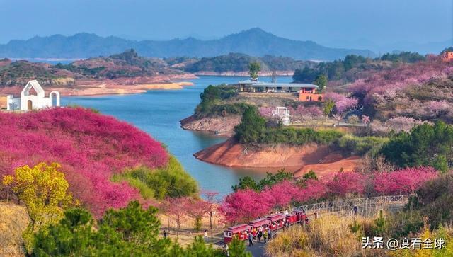 _千岛湖哪里看樱花_千岛湖樱花大道视频