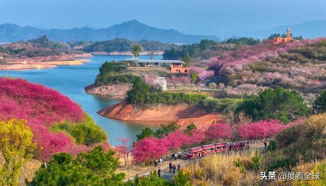 千岛湖樱花大道视频_千岛湖哪里看樱花_