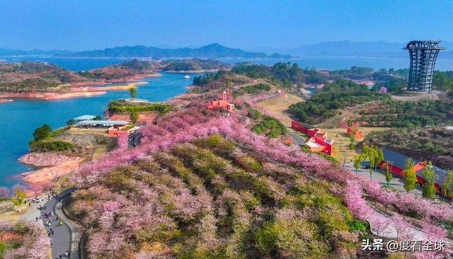 千岛湖樱花大道视频_千岛湖哪里看樱花_