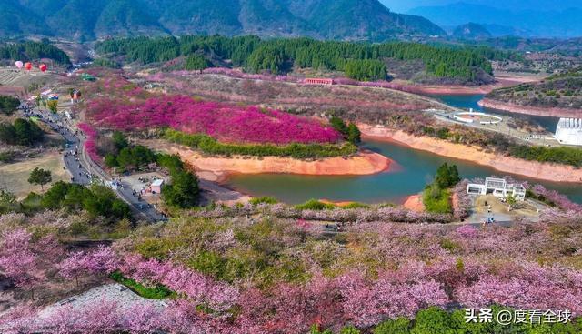 千岛湖樱花大道视频__千岛湖哪里看樱花