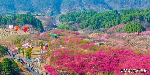 千岛湖樱花大道视频_千岛湖哪里看樱花_