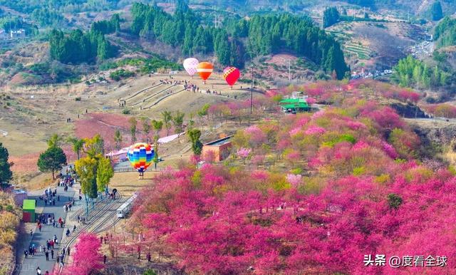 千岛湖哪里看樱花_千岛湖樱花大道视频_