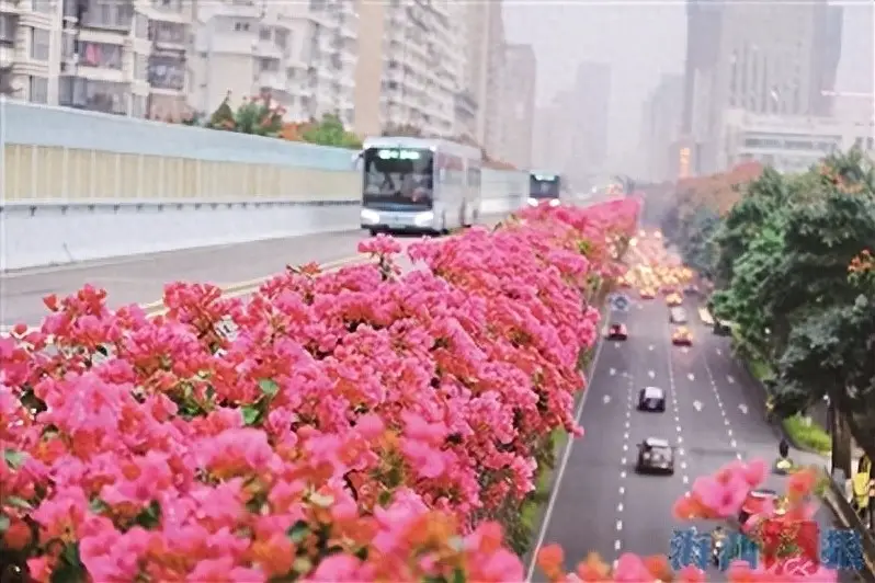 厦门的十大赏花地__2021厦门春节赏花好去处