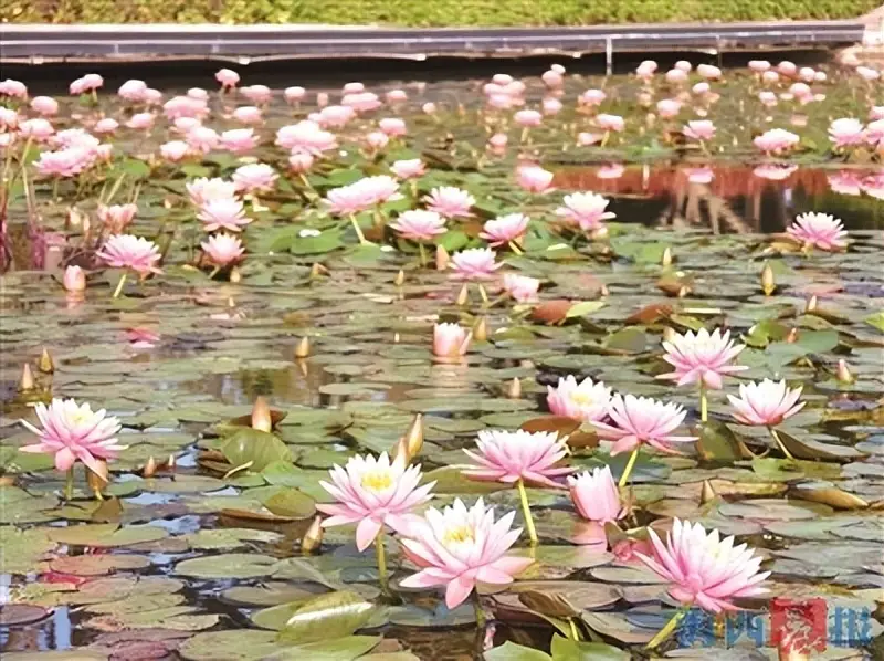 _厦门的十大赏花地_2021厦门春节赏花好去处