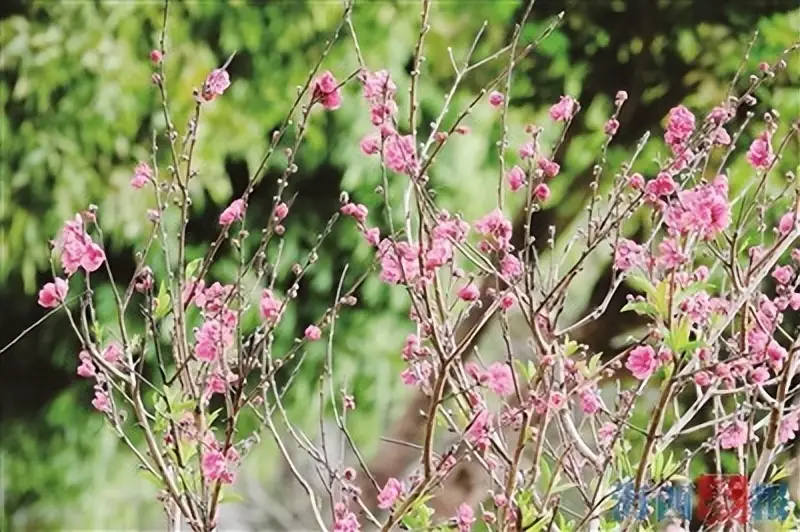2021厦门春节赏花好去处_厦门的十大赏花地_