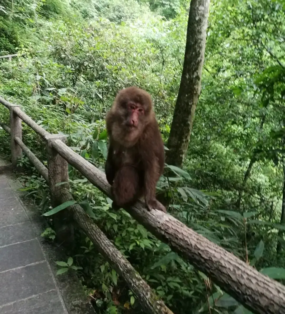 _游记峨眉山作文_游记峨眉山400字