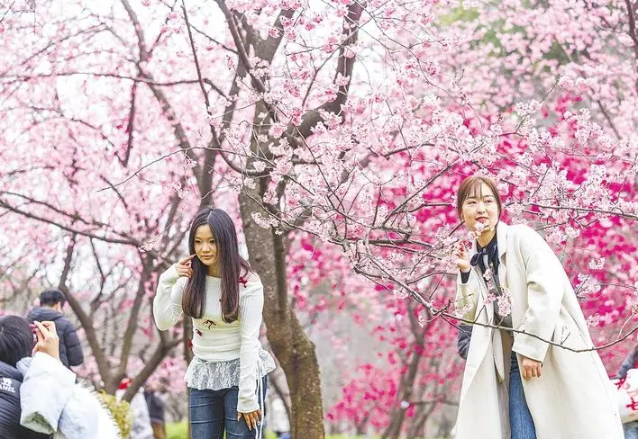 江城的春色“樱”她而美