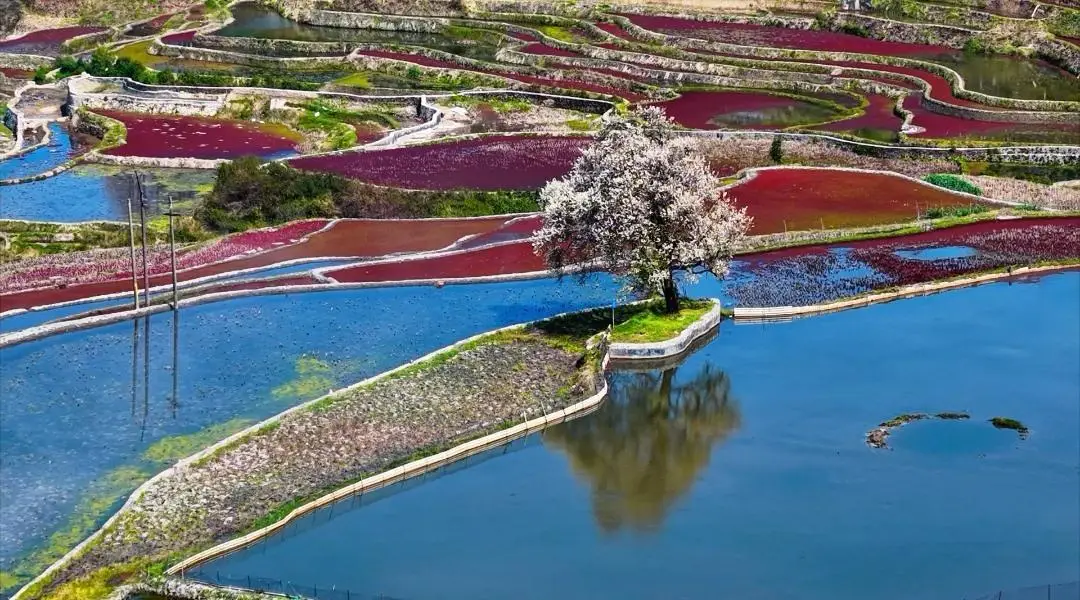 世界遗产地春日限定 哈尼梯田水满繁花盛