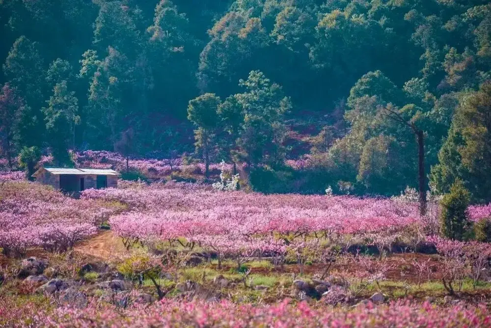楚雄春日野趣地图上线！每一处都想立刻出发