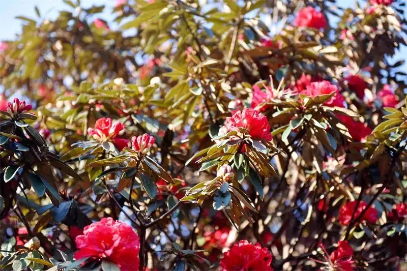 楚雄周边露营攻略__楚雄野营处