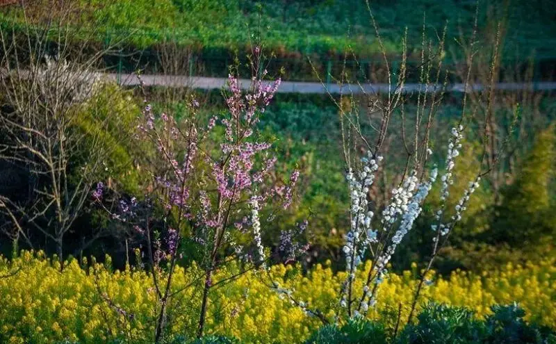 _楚雄周边露营攻略_楚雄野营处