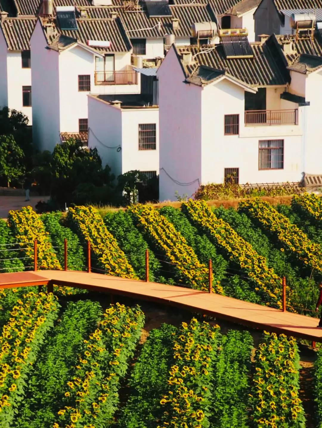 楚雄野营处__楚雄周边露营攻略