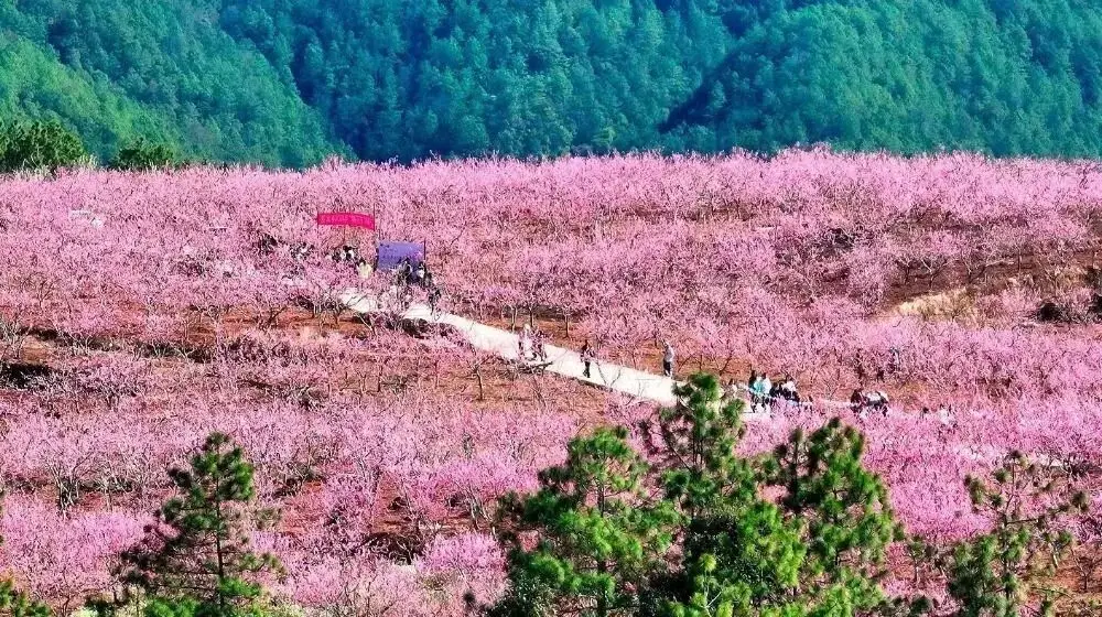 _楚雄野营处_楚雄周边露营攻略