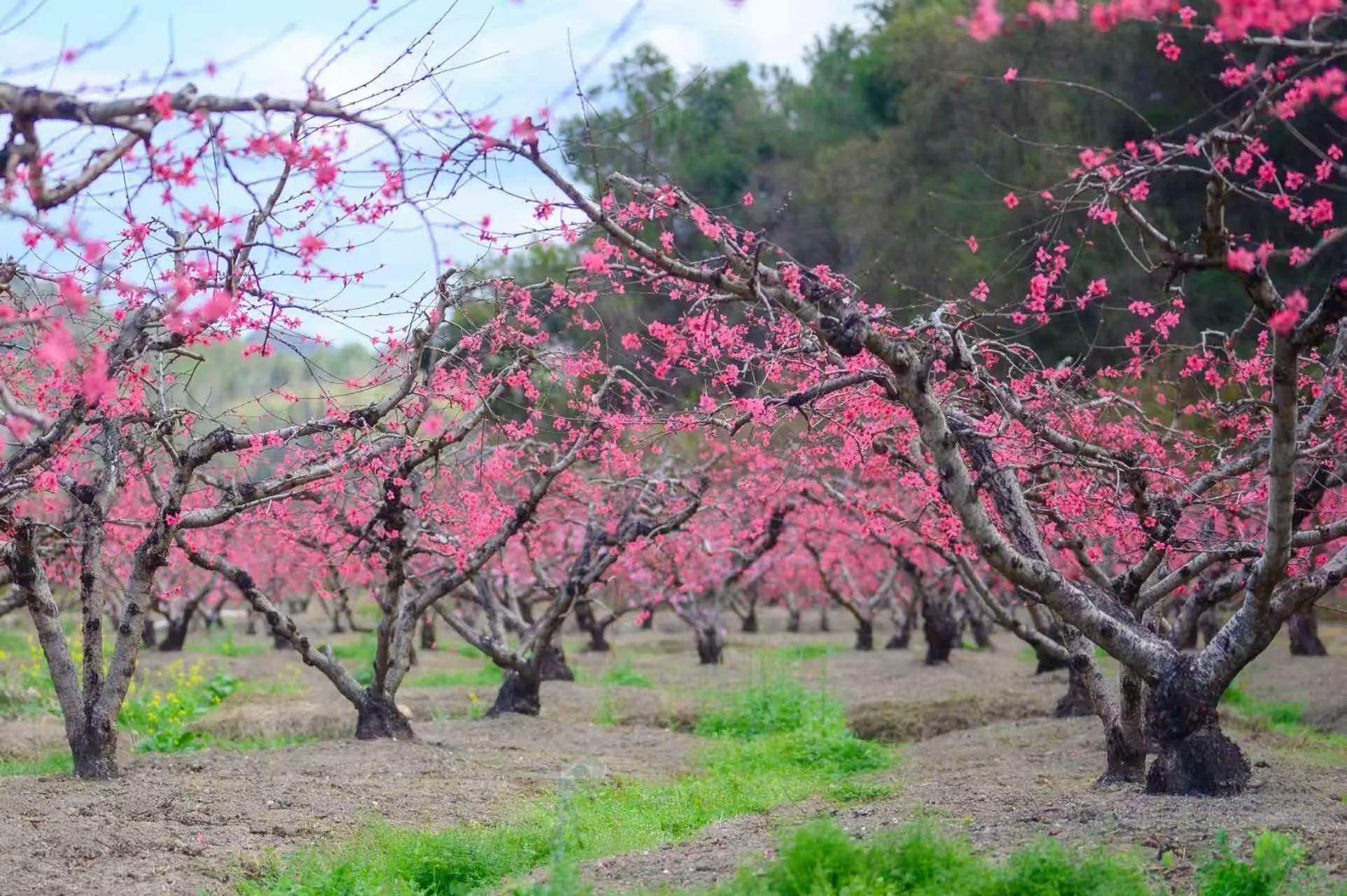 _百变立体大魔板玩法_水陆花草