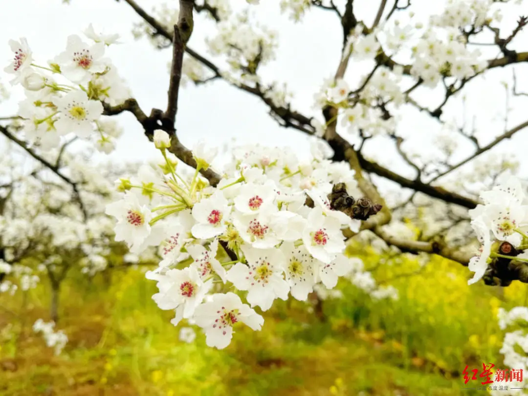 去简阳梨花沟赏花，沉浸式感受“梨花胜雪，汉服倾城”绝美画卷