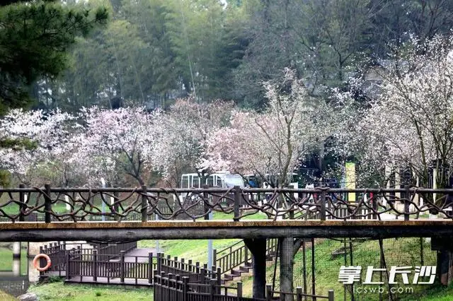 长沙园林生态园白樱绽放，春日赏花正当时
