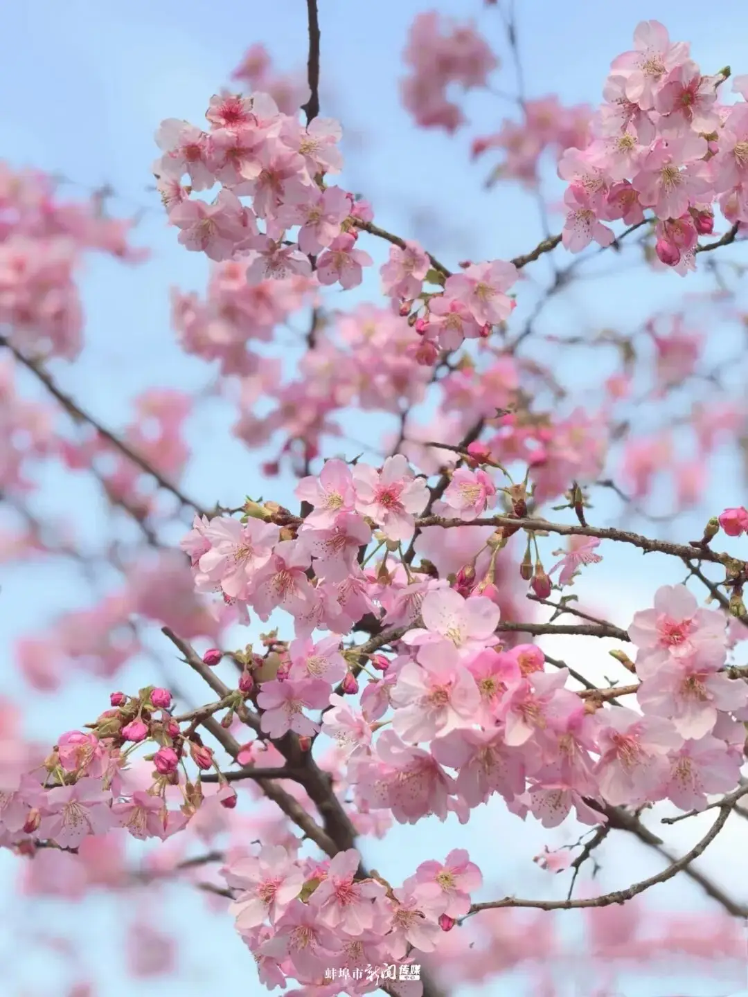 蚌！埠！入！春！顶！流！