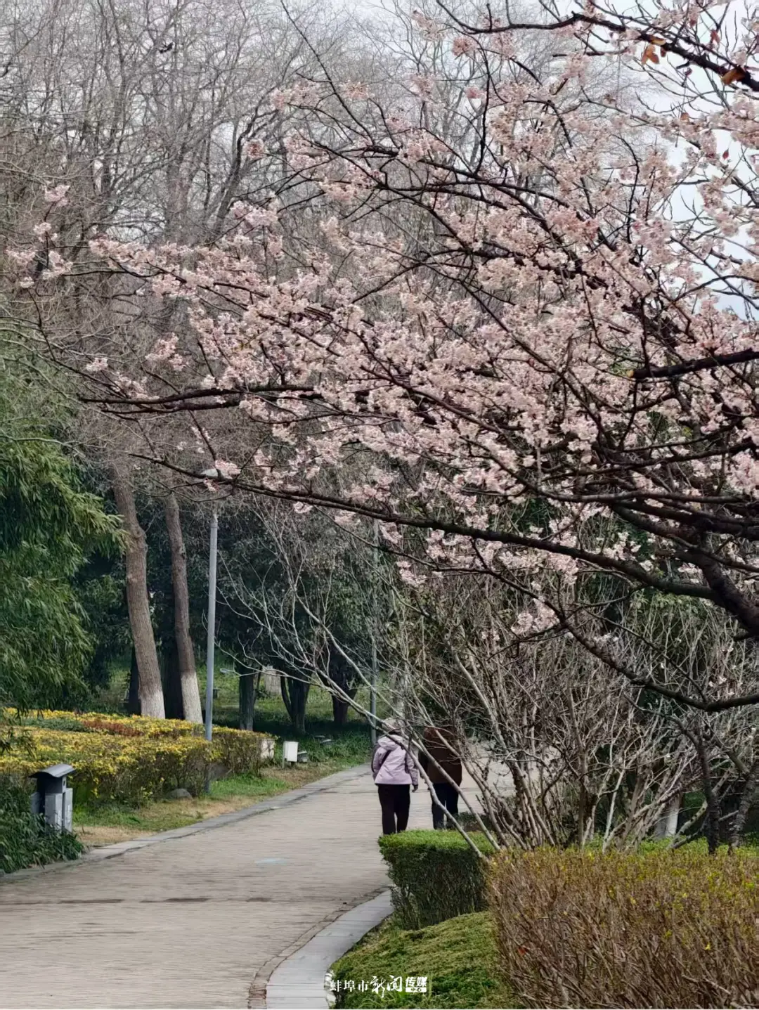 _蚌！埠！入！春！顶！流！_蚌！埠！入！春！顶！流！