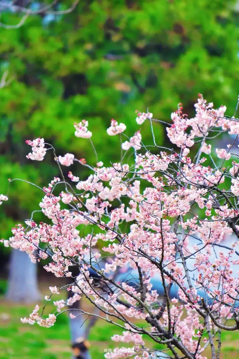 蚌！埠！入！春！顶！流！__蚌！埠！入！春！顶！流！