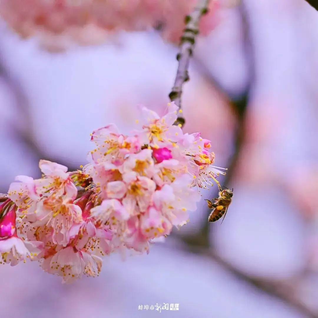 _蚌！埠！入！春！顶！流！_蚌！埠！入！春！顶！流！