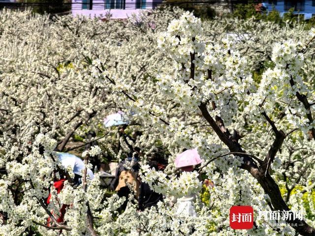 农旅融合产业调研文章__农旅融合发展思路